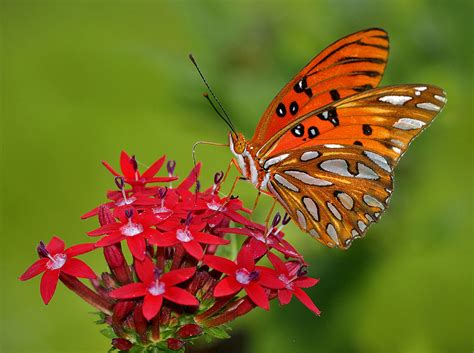 Gulf Fritillary Butterfly Fairchild Tropical Botanic Gard Flickr