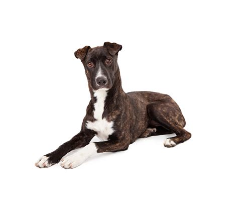 Mountain Cur Dog Breed Info And Characteristics
