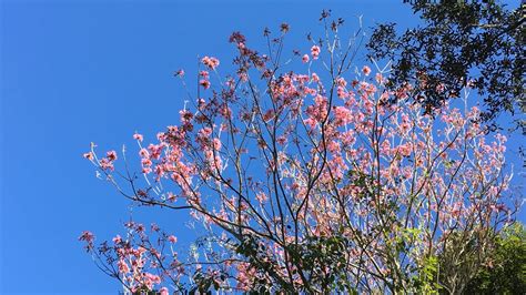 Jul 20, 2020 · during summer in zone 9 it may certainly feel like the tropics; Zone 9 January Flowering Perennials - YouTube