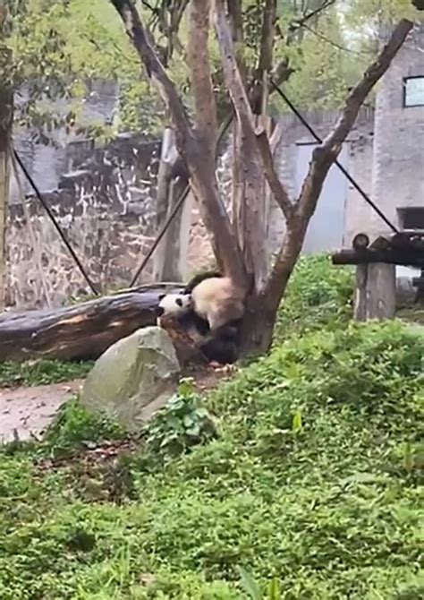 Adorable Panda Tries To Save Furry Pal Stuck Up Tree Viraltab