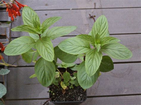 Care Of Peppermint How To Grow Peppermint Plants