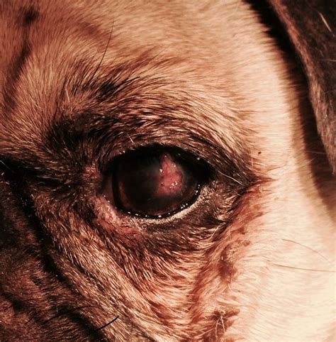 A Close Up Of A Pug Dogs Eye With Wrinkles On It