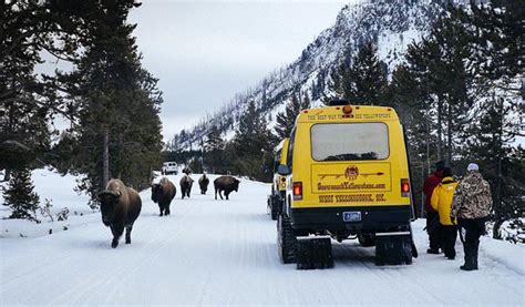 Winter is a special time to visit yellowstone national park and each year more visitors are discovering it's winter beauty by snowmobile. 5 Places Every Guy Must Snowmobile | Team Valvoline