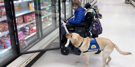 Can Service Dogs Go In Grocery Stores