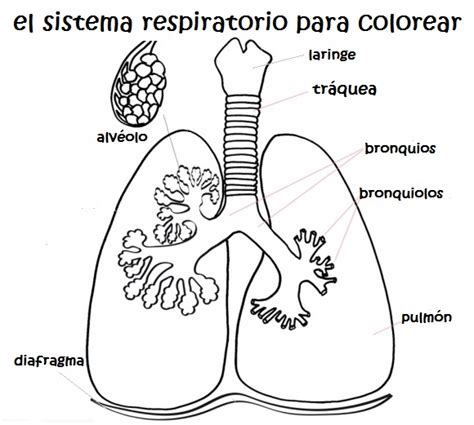 Imágenes Del Sistema Respiratorio Para Niños Preparaniñ