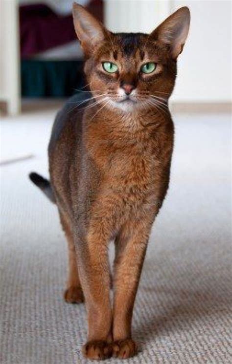 This breed is playful and curious, and generally. Beautiful Black Kitties - 28th October 2015 - We Love Cats and Kittens
