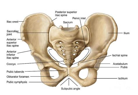 Pin On Pelvis Anatomy