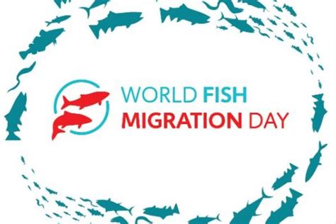 World Fish Migration Day