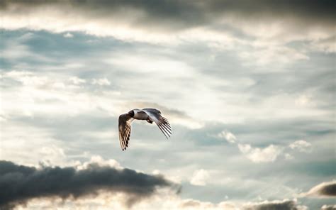 Sky Clouds Bird Seagull Wallpaper 1680x1050 14210