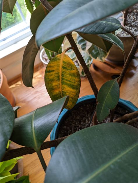 Why Is My Rubber Plant Losing Leaves