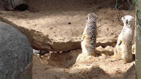Meerkats Rule Part 2 These Guys Have The Funniest Personalities In