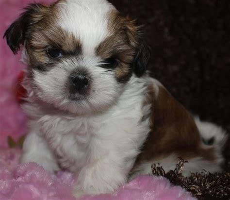 Their love for boxers is undeniable. Shih Tzu Puppies For Sale | Columbus, OH #222695 | Petzlover