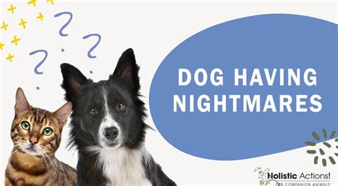 Top Ways To Determine If Your Dog Is Having Nightmares — Ha