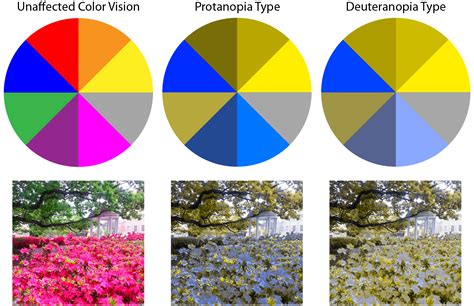 Red Green Color Blindness Treatment | by Iris | Medium