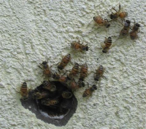 Check spelling or type a new query. What Do I Do If I Have A Honey Bee Swarm? | Brampton ...