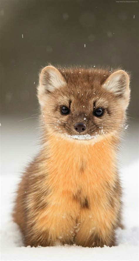 Martre Damérique Juvénile Pine Marten Cute Animals Baby Animals