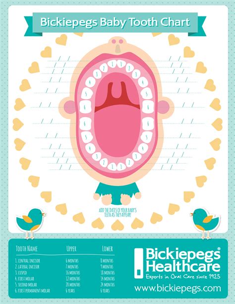 The following chart shows when the primary teeth erupt. Bickiepegs Teething Chart