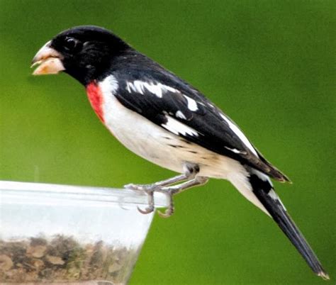 I tried to include only birds one might commonly see around a city neighborhood, but many exciting birds make appearances around cities. Wild Birds Unlimited: Why Feeding Birds in Spring Can Be ...