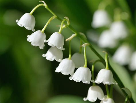 La tradition de s'offrir une branche muguet remonte à la renaissance. Le muguet savoir - Le Ventre de Paris