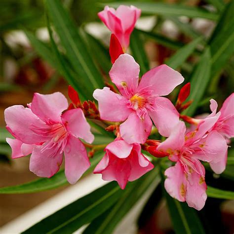 Nerium Oleander Plant Alari Dark Pink Santhi Online Plants Nursery