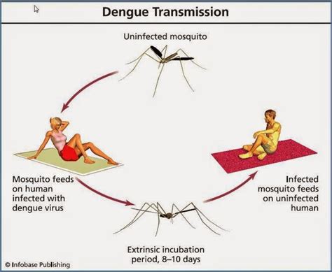 However, with few home care tips, you can help relieve the symptoms in your child, until the body's. Dengue Fever: Symptoms, Treatment And Prevention | Evaigeren