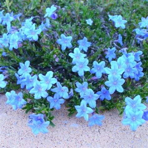 Blue Perennial Flowers Try Lithodora By Laura K Hgtv