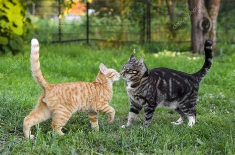 Two Cats Playing In The Garden — Stock Photo © Aqvamarine 62612137