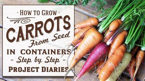 How To Grow Carrots From Seed In Containers A Complete Step By Step