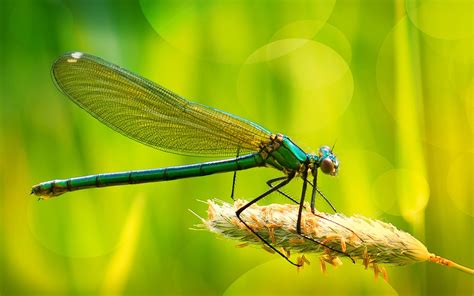Dragonfly Hd Wallpapers For Desktop 2880x1800