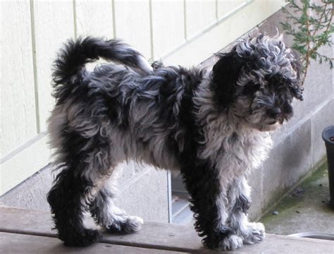 Sierra springs australian doodles is located in shingle springs california about 40 miles east from downtown sacramento in the beautiful gold country foothills. Australian Labradoodle Puppies For Sale | Allergy Friendly