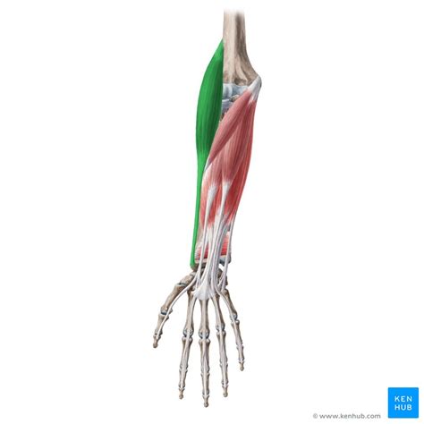 Brachioradialis Origin Insertion Innervation Action Kenhub