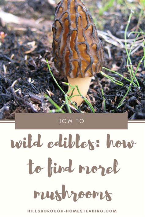How To Find Morel Mushrooms Stuffed Mushrooms Morel Mushroom Wild