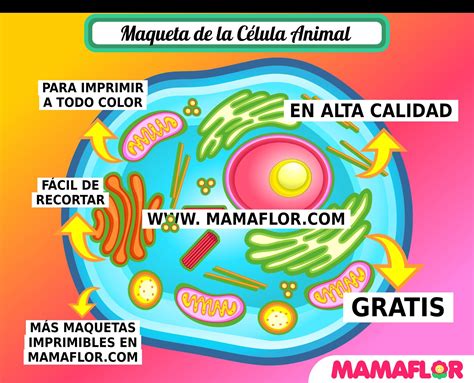 Maqueta De La CÉlula Animal Para Imprimir Manualidades Mamaflor