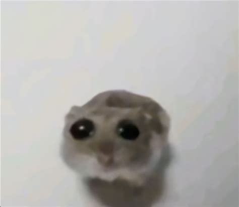 What Is The Sad Hamster” Meme On Tiktok Explained