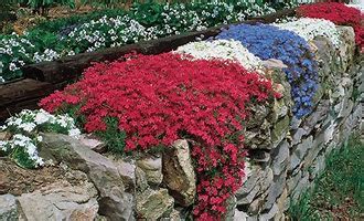 Some are tall and some are low, so they can be used in many areas of the pale yellow, bright yellow, pink (photo), white, and red are yarrow's flower colors. Creeping Phlox - Windermere Garden Centre