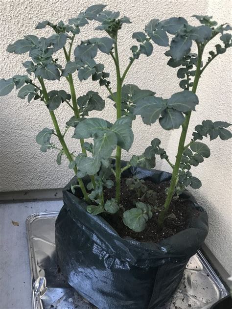 12.10.2020 · avoiding zucchini transplant shock although zucchini can be direct seeded in the soil, many gardeners prefer to start 29.09.2020 · while you can plant zucchini in rows, hilling provides several benefits: How much leaf and stem of potato plant to bury