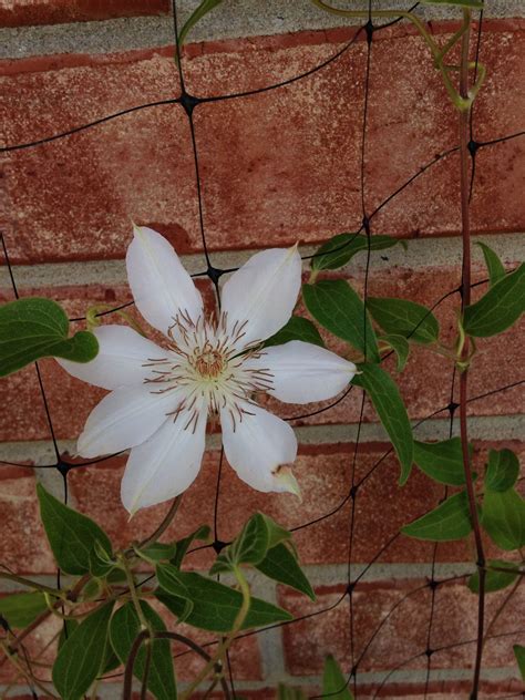Henry Clematis First Bloom 8 21 14 Planted Spring 14 Bloomed Abt 4