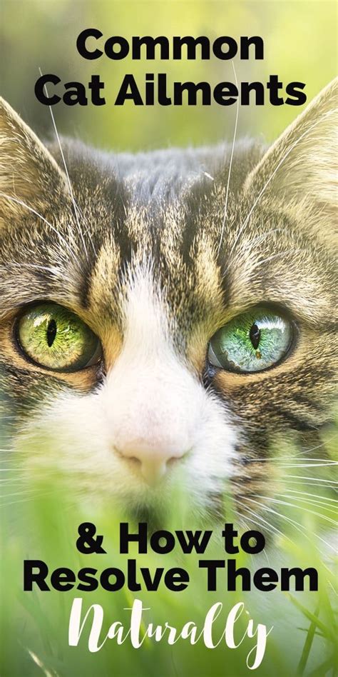 Here Are Some Common Ailments That Cats Face And How You Can Attempt A