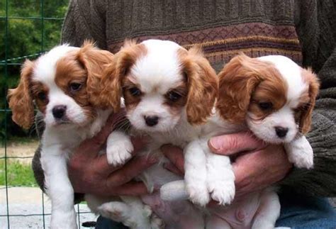 Get a boxer, husky king charles cavalier /cocker spaniel male puppy looking for a loving home puppy was born may 9 will be vet checked vaccinated july 5 then. Cavalier King Charles Spaniel Puppies For Sale ...