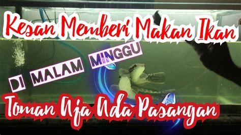 Ikan mas masih terdaftar sebagai jenis ikan konsumsi yang banyak memiliki peran. Memberi Makan Sepasang Ikan Toman Dengan Ikan Sepat - YouTube