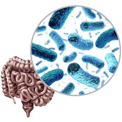 Human Microbiome Through The Lifespan Entegro Health Probiotics