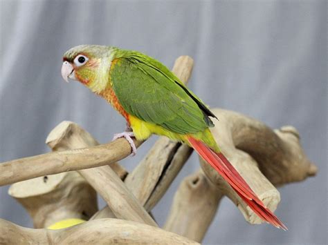 Pineapple Green Cheek Conure Bird Male 2122229 Petland Lewis Center