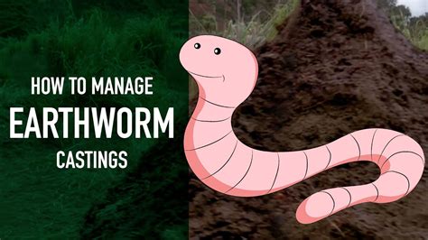 How To Manage Earthworm Castings Youtube
