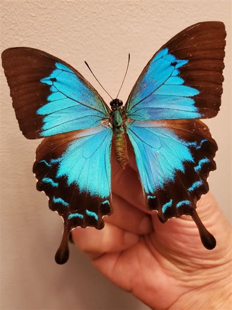 Papilio Ulysses Autolycus Pair Female And Male A1 Rare Unspread Arfak