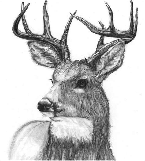 Although everyone likes to focus on lineart, it's actually a good pattern or texture that can really bring your drawing to life. 24+ Free Deer Drawings & Designs | Free & Premium Templates
