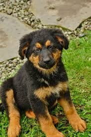 The latest lottery results, news and information for uk national lottery draws including lotto, euromillions, health lottery, thunderball and more. Image result for euro mountain sheparnese | Animals, Dogs ...