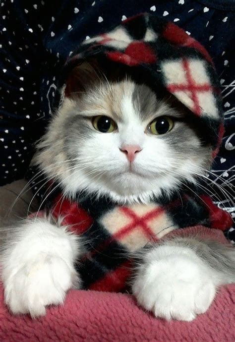 Kittens Christmas Outfits 25 Christmas Costumes For Cats