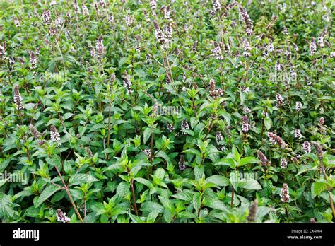 Peppermint Flowering Mentha X Piperita Stock Photo Alamy