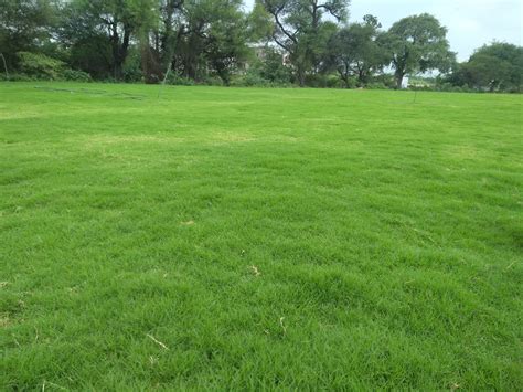 Check spelling or type a new query. LawnGrass Supply | Selection One, Korean, Taiwan, American