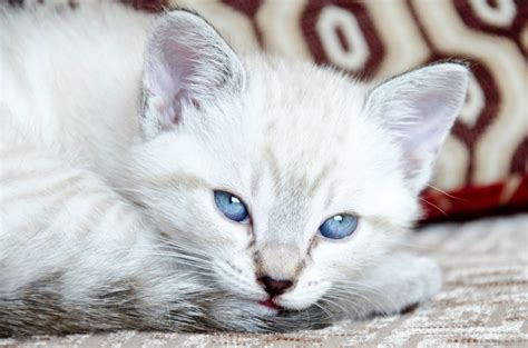 New classified £600 for sale. blue eyed, white / grey-tabby kittens for sale | Malvern ...